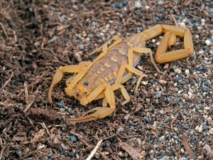 Arizona bark scorpion resting on dirt covered ground