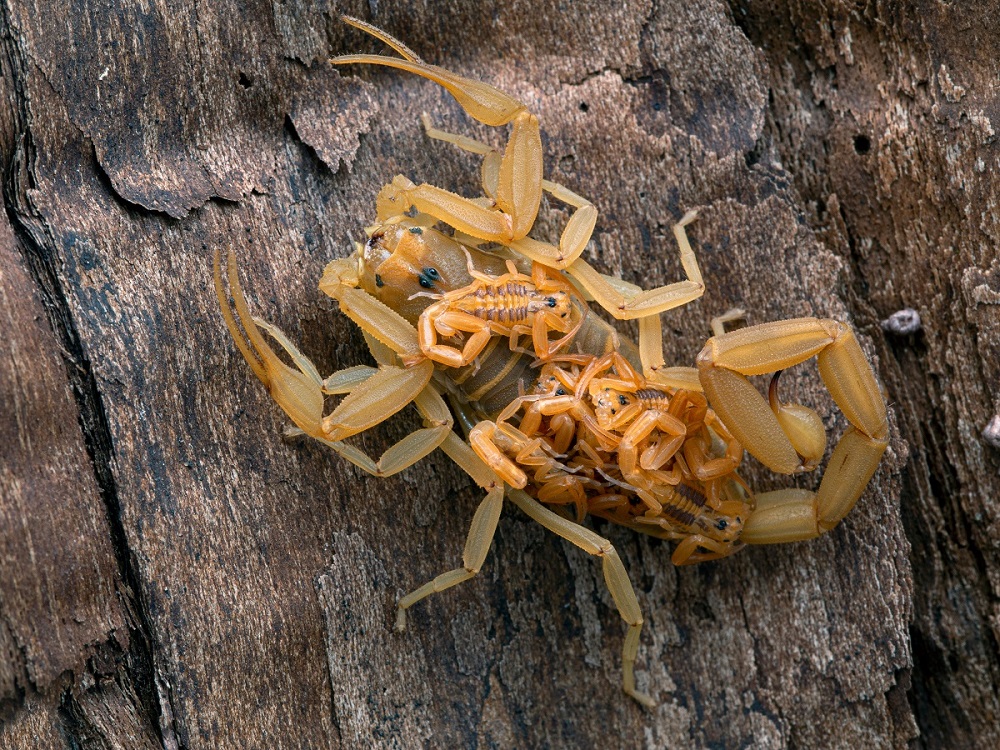 Female Arizona bark scorpion on bark with scorpion babies on her back