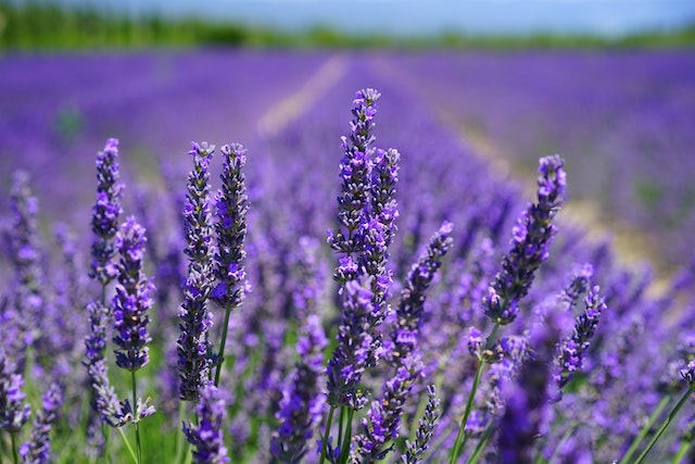 Picture of lavender in a field, one of the plants that repel scoprions