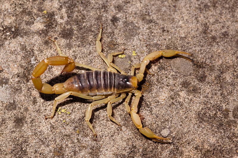 Desert hairy scorpion on the rocky ground