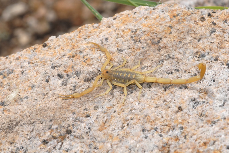 Arizona bark scorpion on a sandy ground