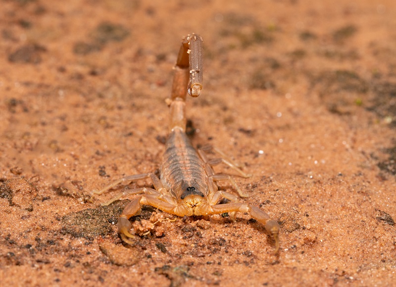 Front view of a Striped Bark Scorpion, one of the Scorpions in Arizona, with his stinger raised over his back, ready for an attack