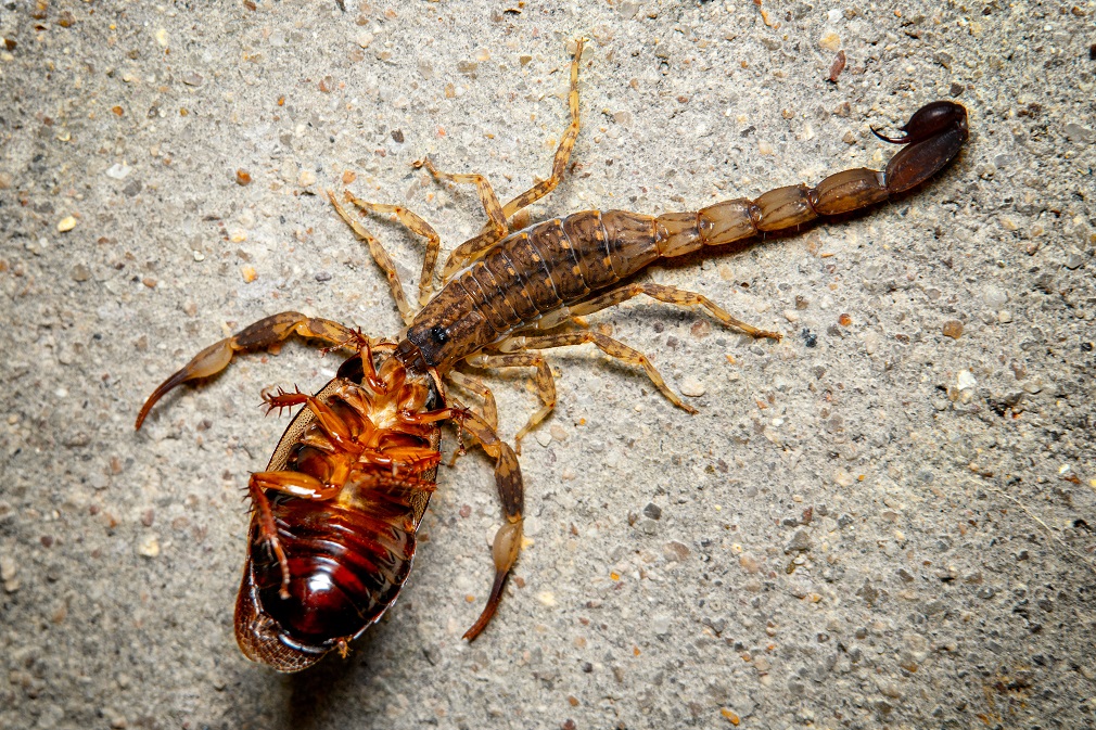 Scorpion eating a cockroach on the ground