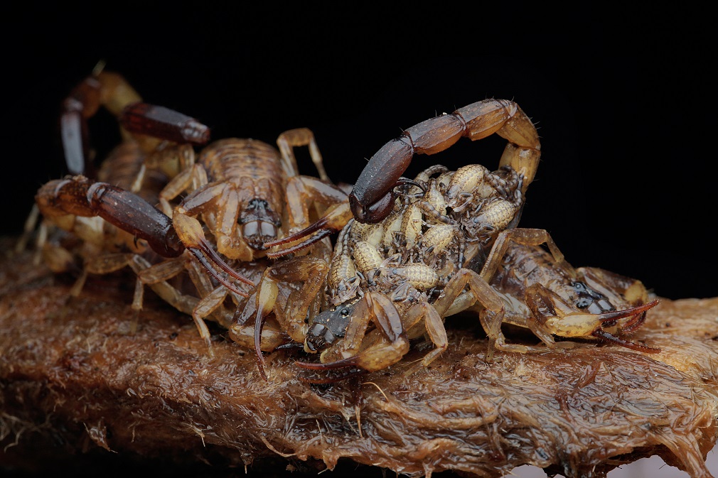 Do scorpions hibernate? Group of brown scorpions huddled together.