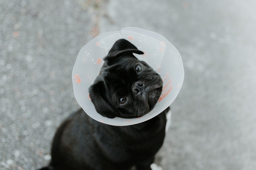 Black pug with a plastic cone around it's head