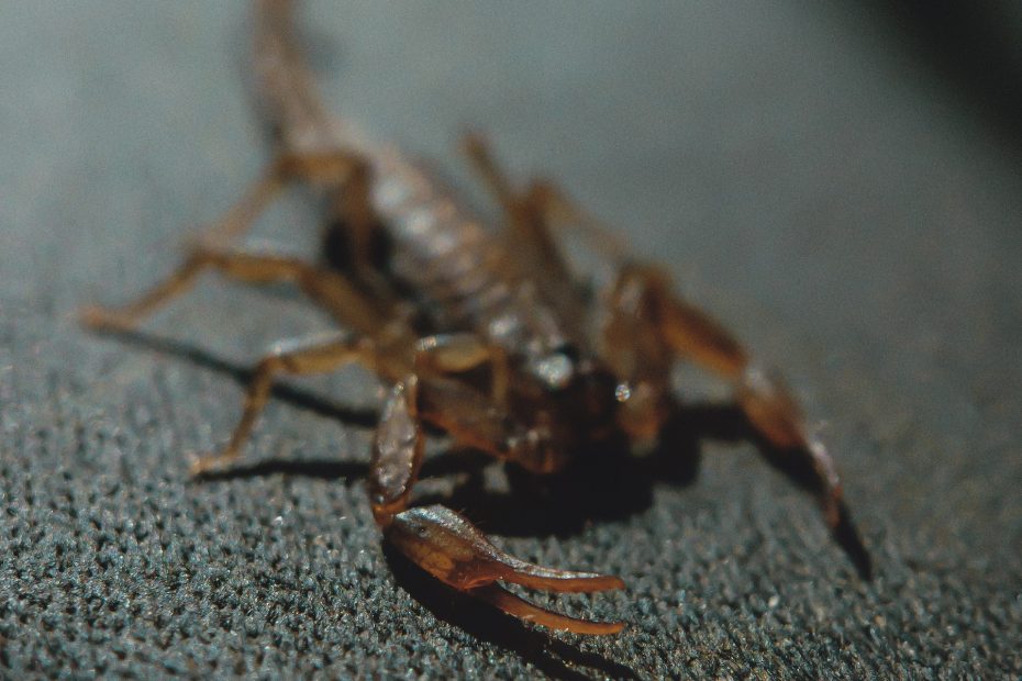 Scorpion sitting inside a room