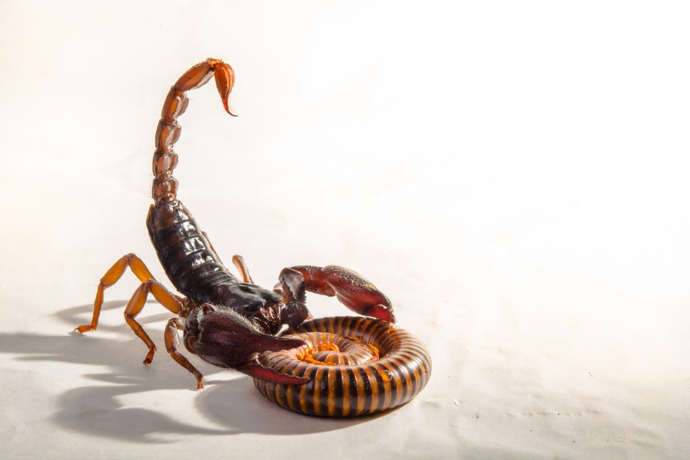 Scorpion eating a centipede