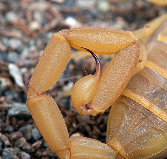 Close up image of a scorpion's tail, holding arizona bark scorpion venom