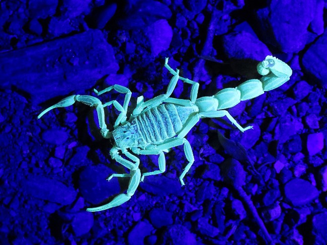 Scorpion glowing under a blue light