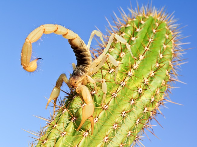 scorpion on cactus