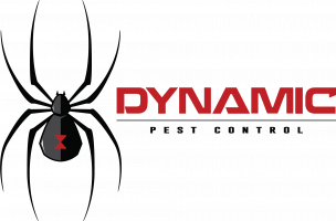 New dyamic logo (black spider)